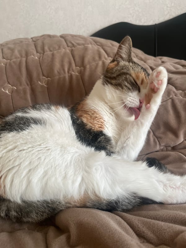 Lazy afternoon with a calico cat in a Kolpino apartment
