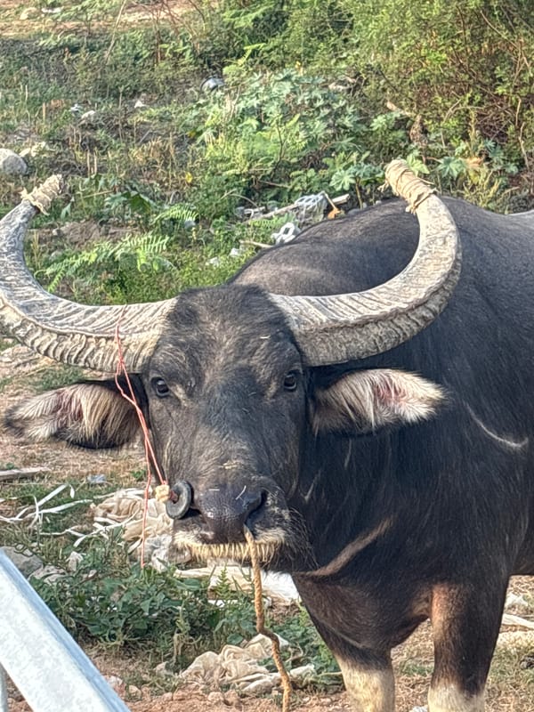 Water buffalo spotted in rural Thailand riverside fields