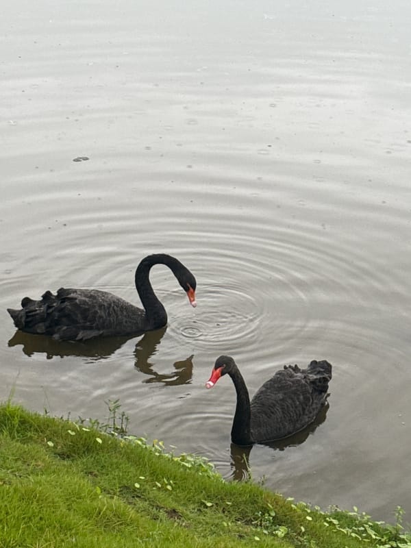 Black swans on a rainy lake in Jiangjin, China