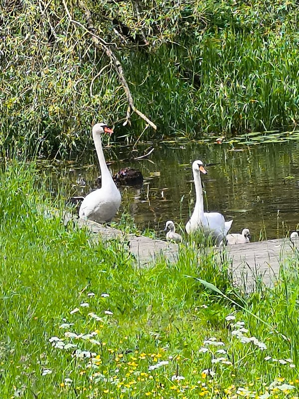 Morning wildlife watching session documented in Klaipėda waterfront park