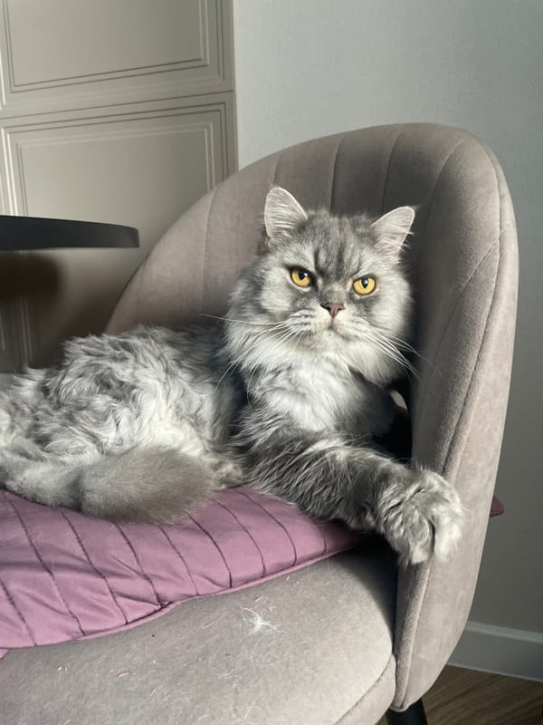 Gray cat with yellow eyes rests on purple furniture