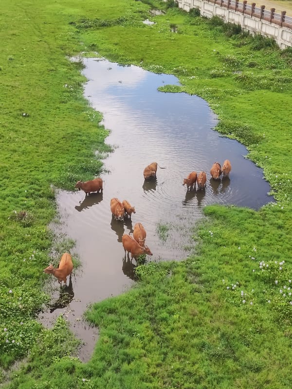 Morning rural scenes captured in Jumpai, Klungkung Indonesia