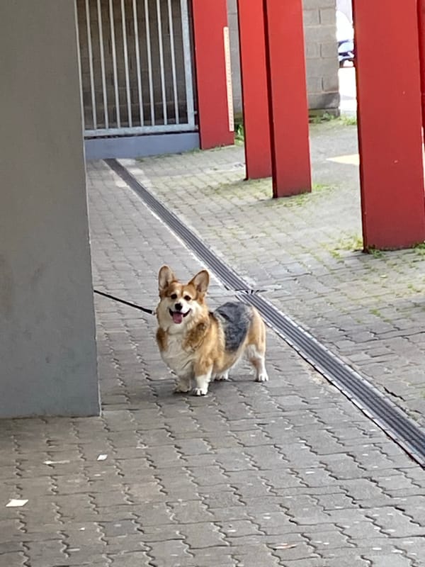 Corgi spotted on sidewalk in Schiltigheim, France