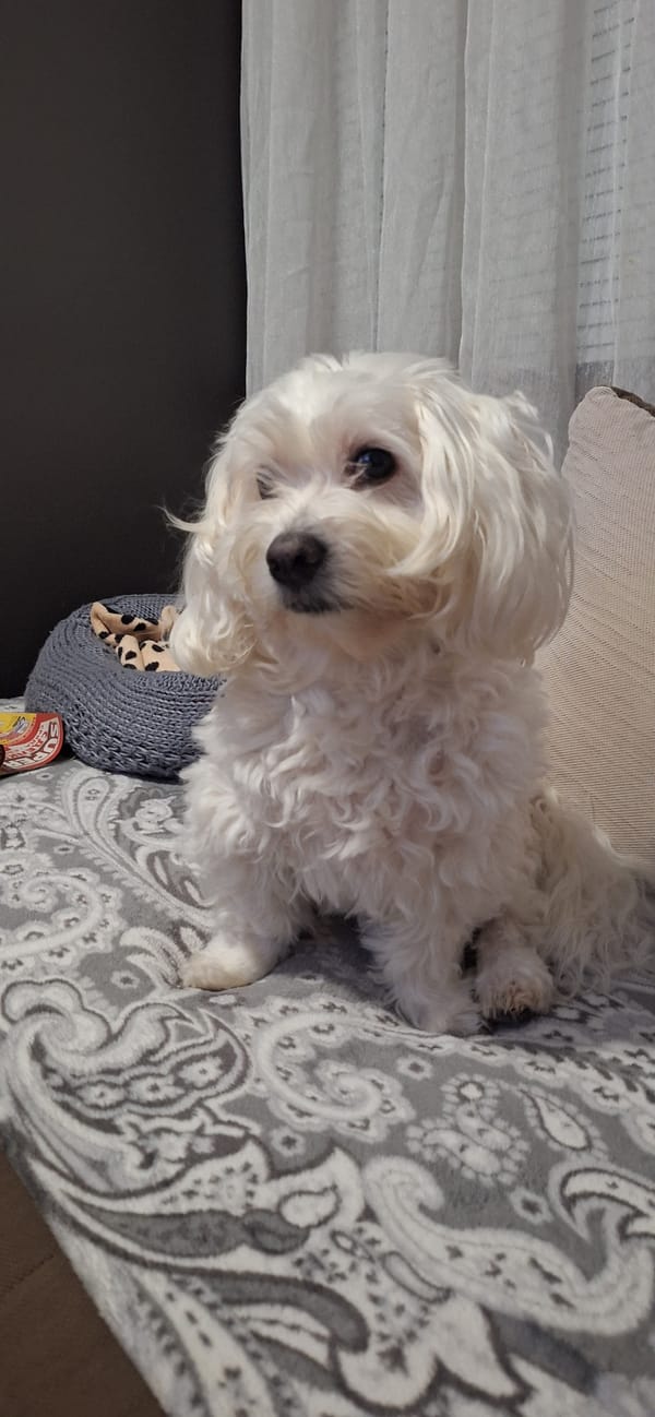 Domestic moments with white dog documented in Blagoevgrad home