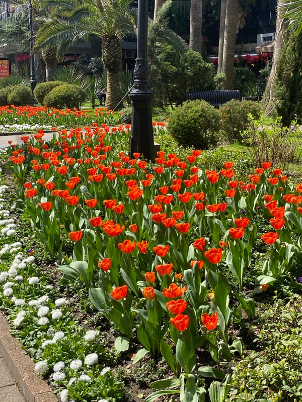 Spring blooms and public art documented in Sochi