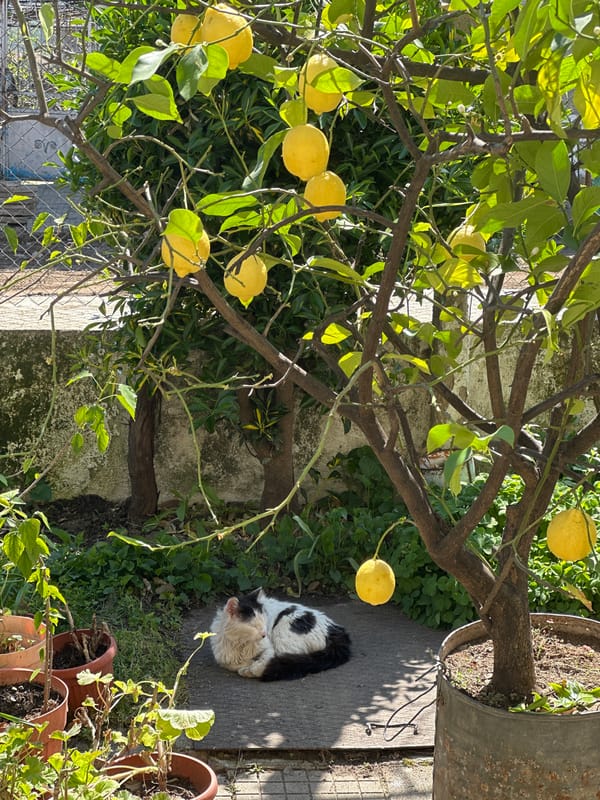 Ripe lemons photographed on tree in Bulgarian garden