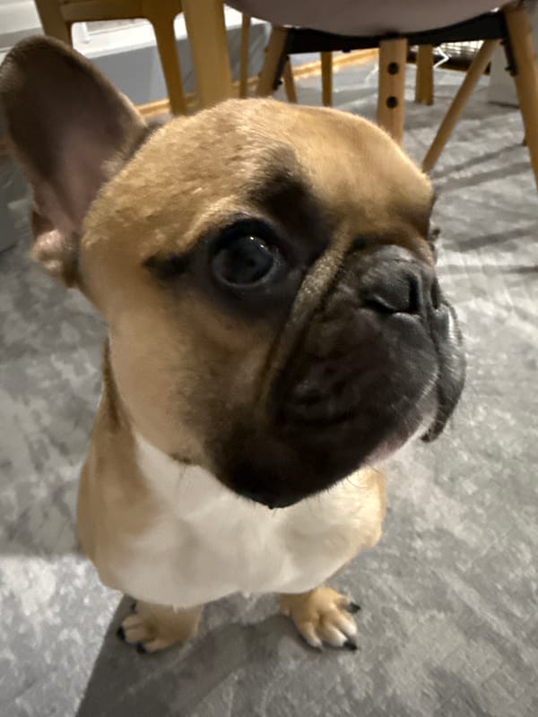 French Bulldog indoor photo session in Burgas