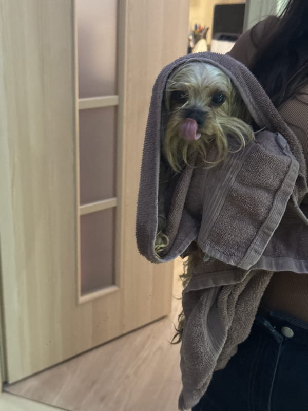 Dog bath time captured in Sofia apartment