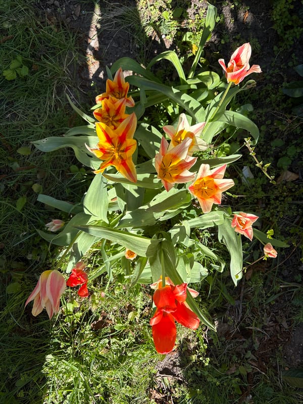 Multicolored tulips bloom in Hamburg garden
