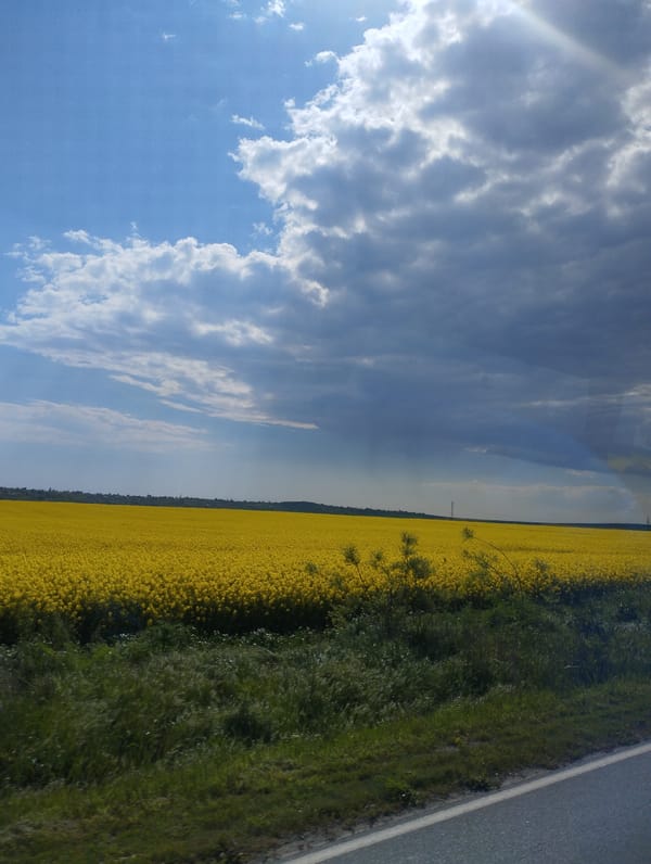 Spring rapeseed fields documented during highway journey