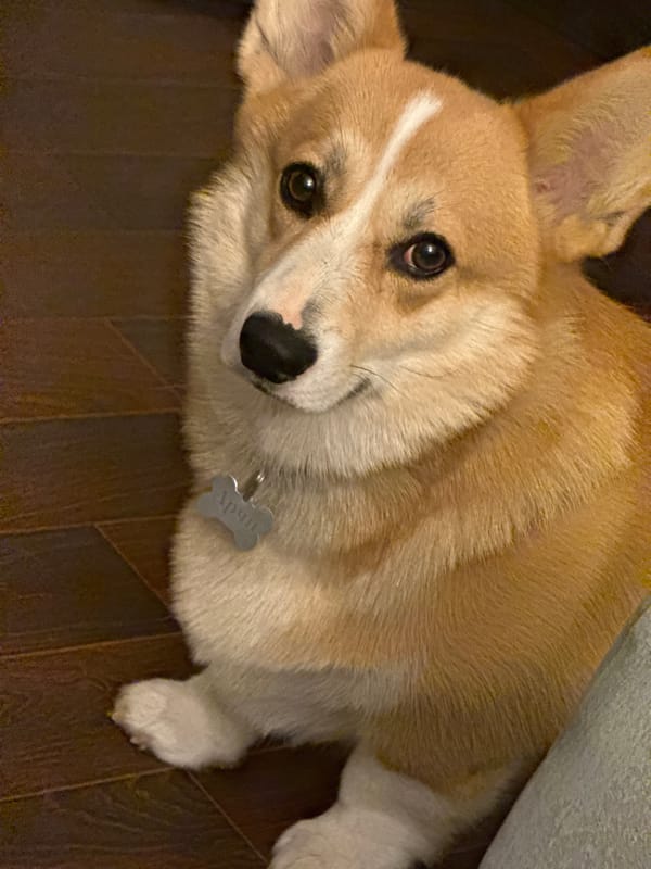 Pets documented in Votkinsk home during evening hours