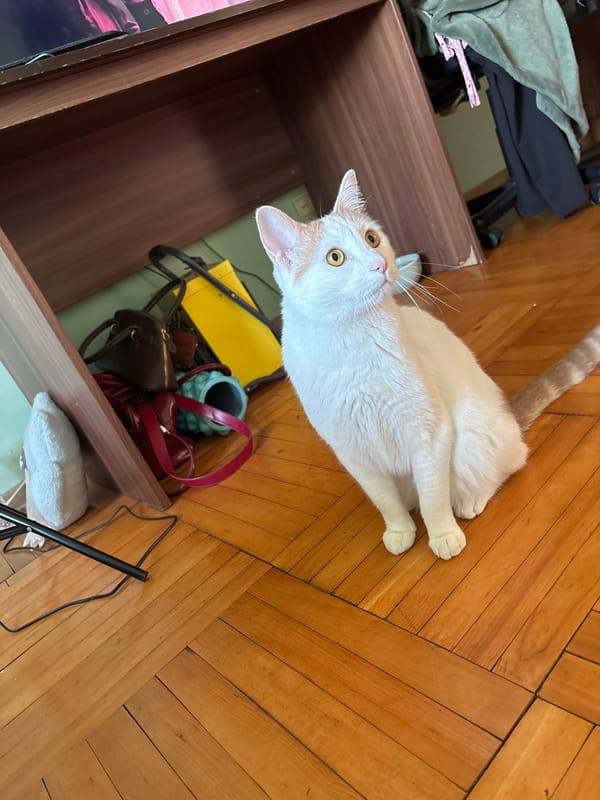 Woman documents evening with cat in Russian lakeside home