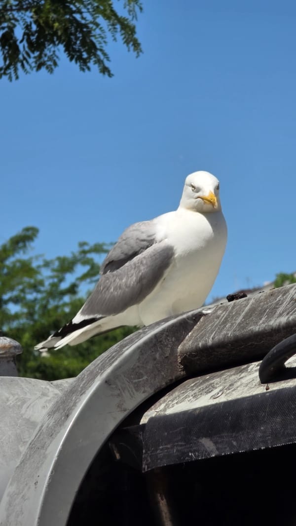 Seagull photographed on weathered surface in Varna, Bulgaria