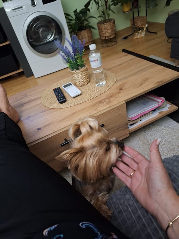 Person shares intimate moment with Yorkshire Terrier in Montana, Bulgaria