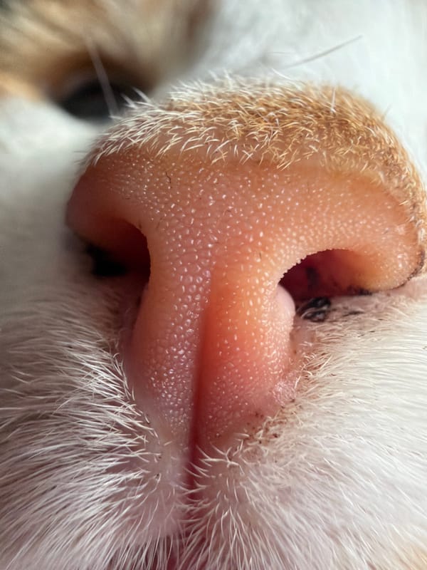 Close-up cat photos and decorative items documented by witnesses