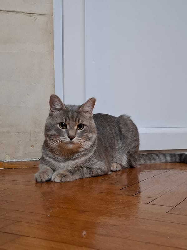 Grey tabby cat rests on wooden floor