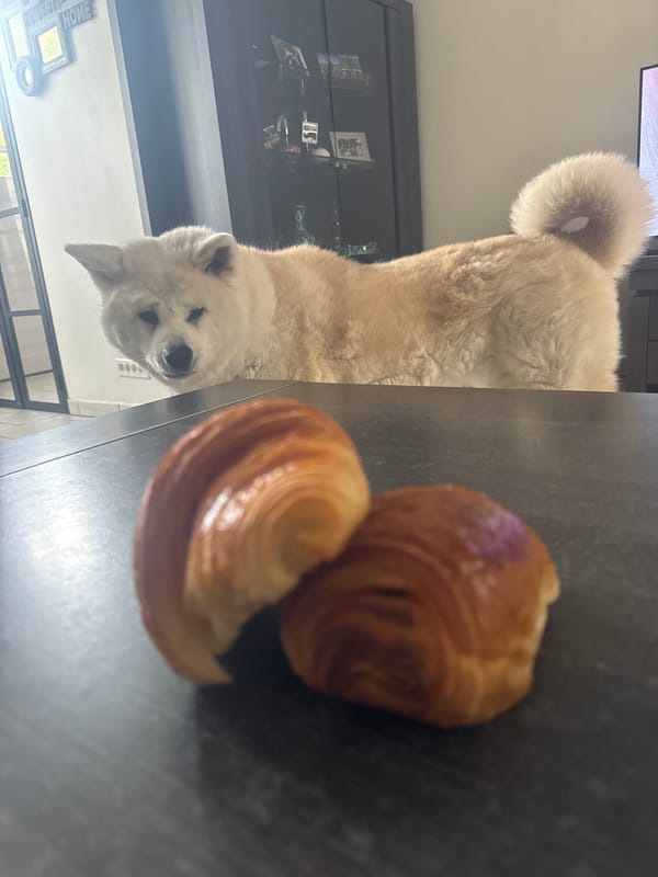 Akita dog shares kitchen counter with fresh croissants