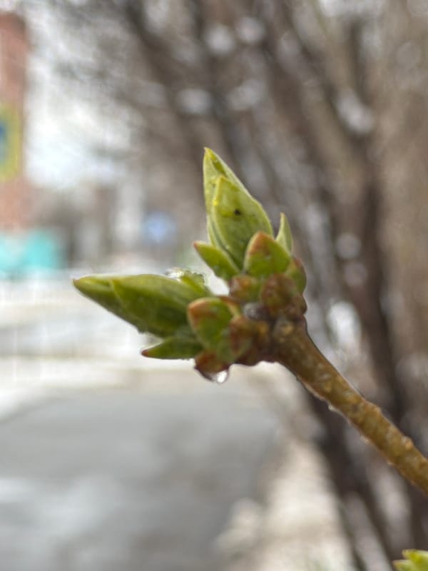 Spring awakening captured in Izhevsk street scenes