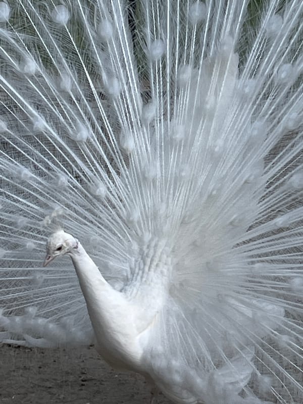 White peacock displays plumage in Sandanski, Bulgaria