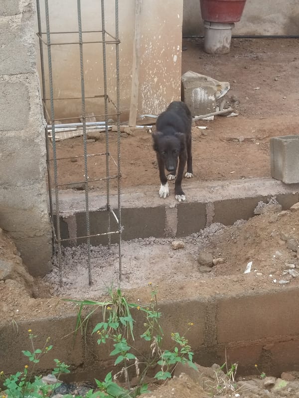 Morning street and field life in Katon Rikkos, Nigeria