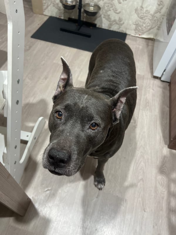 A grey pit bull's day in Chigiri, Russia
