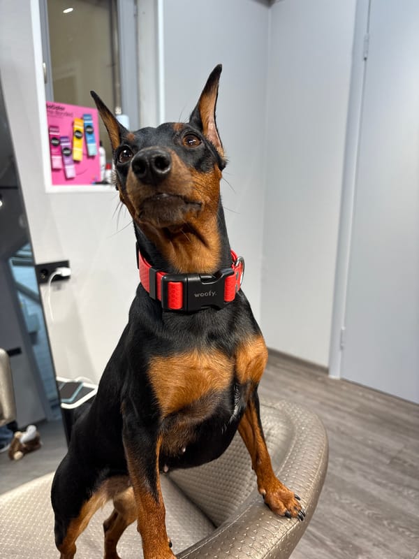 Miniature and Doberman Pinschers in casual close-up shots