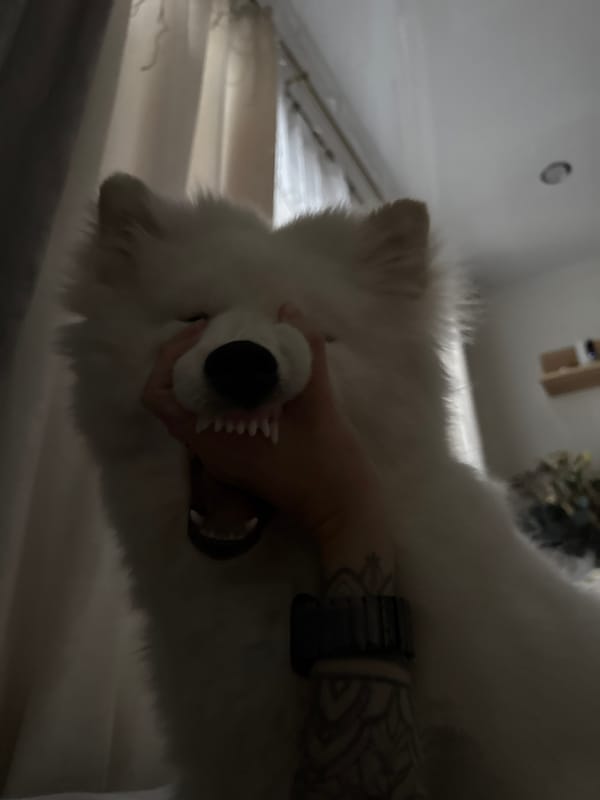 Samoyed dog plays with rainbow ball in Chaikovsky home