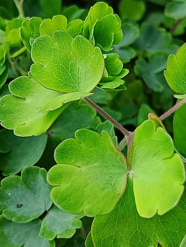 Unknown witness documents close-up botanical subjects in minute-long photo session