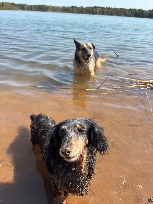 Dogs enjoy morning playtime near Russian lakefront communities