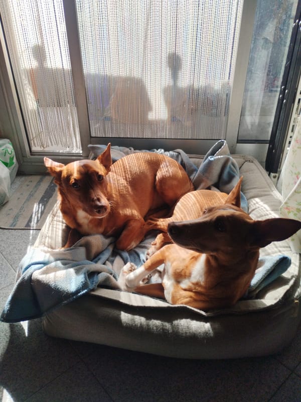 Afternoon scenes captured across Rubí, Spain include pets and decorations