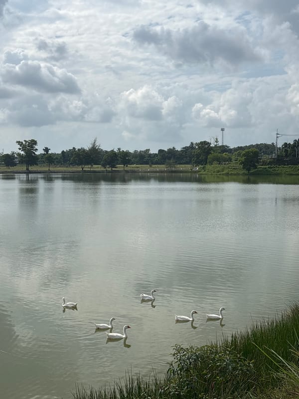White geese on a calm lake in Choeng Thale