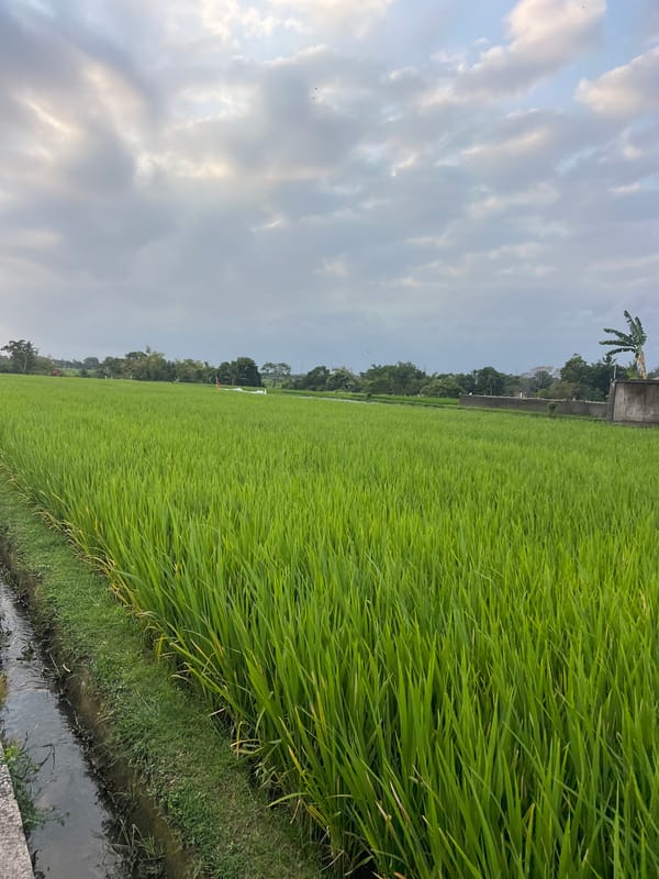 Working the green rice paddies of Kediri on a cloudy morning