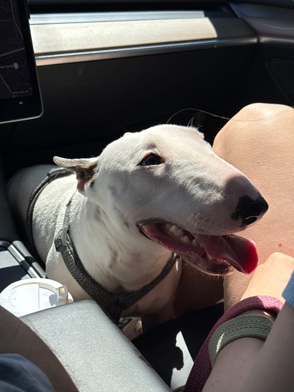 Bull Terrier with black eye patch rides along in a vehicle