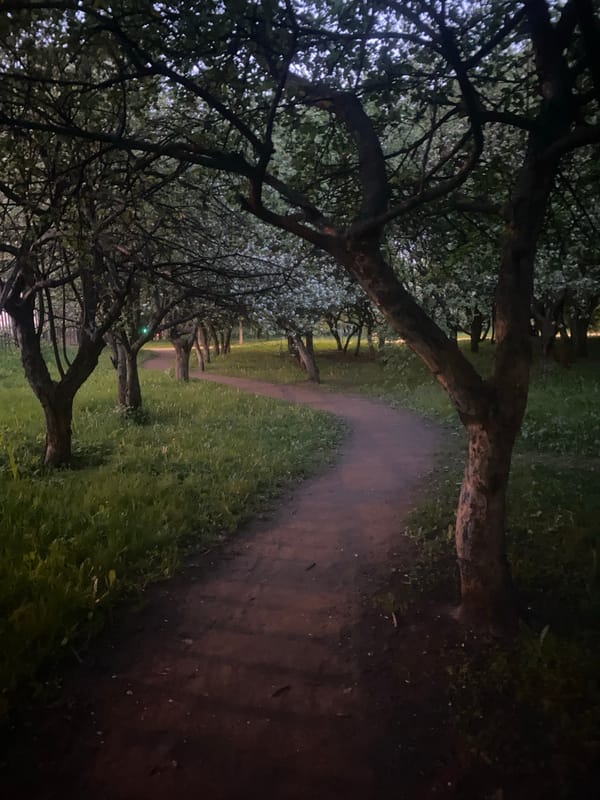 Evening walk captured along tree-canopied path during twilight