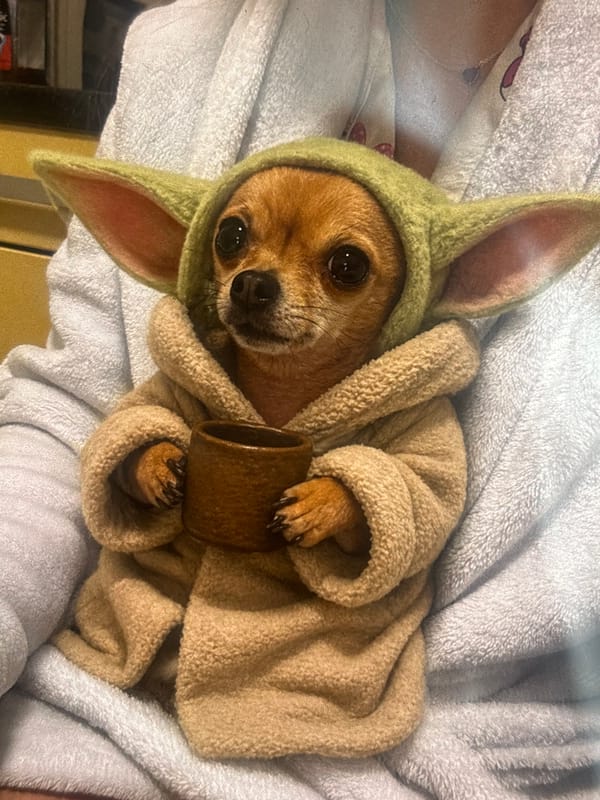 Chihuahua wears Baby Yoda costume in Plovdiv, Bulgaria