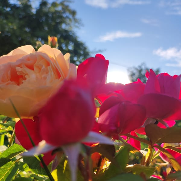 Rose garden in full bloom, Navoloki, summer afternoon