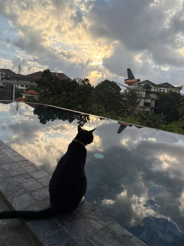 Cat perched poolside at sunset, North Kuta