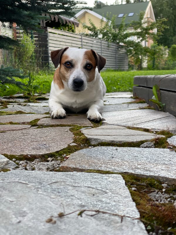 Backyard BBQ afternoon in Yekaterinburg with a Jack Russell in tow