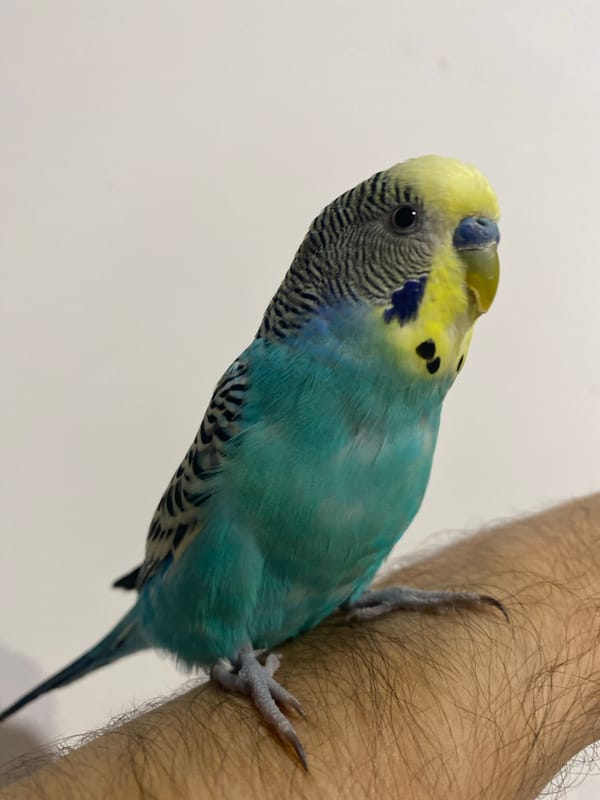 Indoor portraits and pet bird photographed over 30-minute span