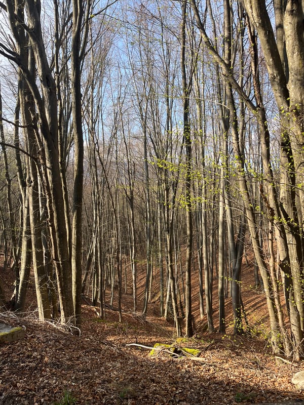Spring blooms and forest changes documented in Apriltsi, Bulgaria