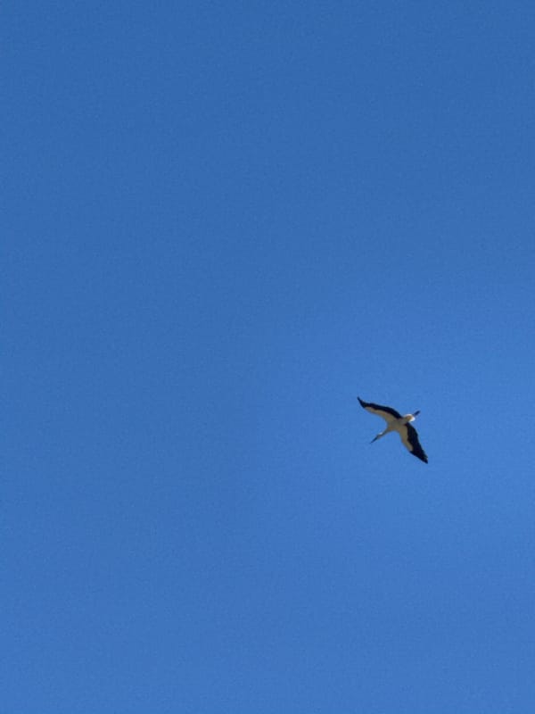 Bird spotted soaring over Razlog, Bulgaria on sunny morning