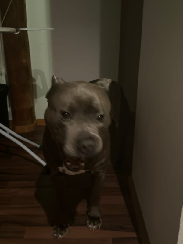 Gray pit bull photographed at home in Heinebach