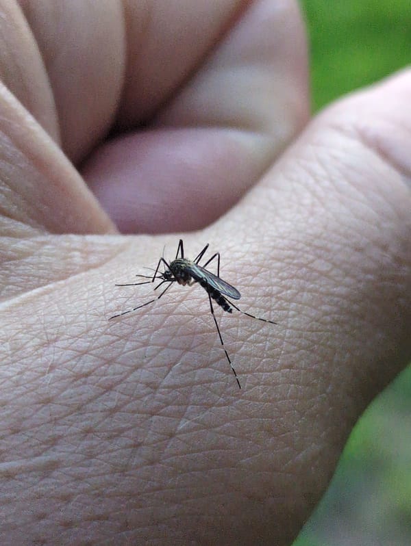 Mosquito bite recorded in South Korea