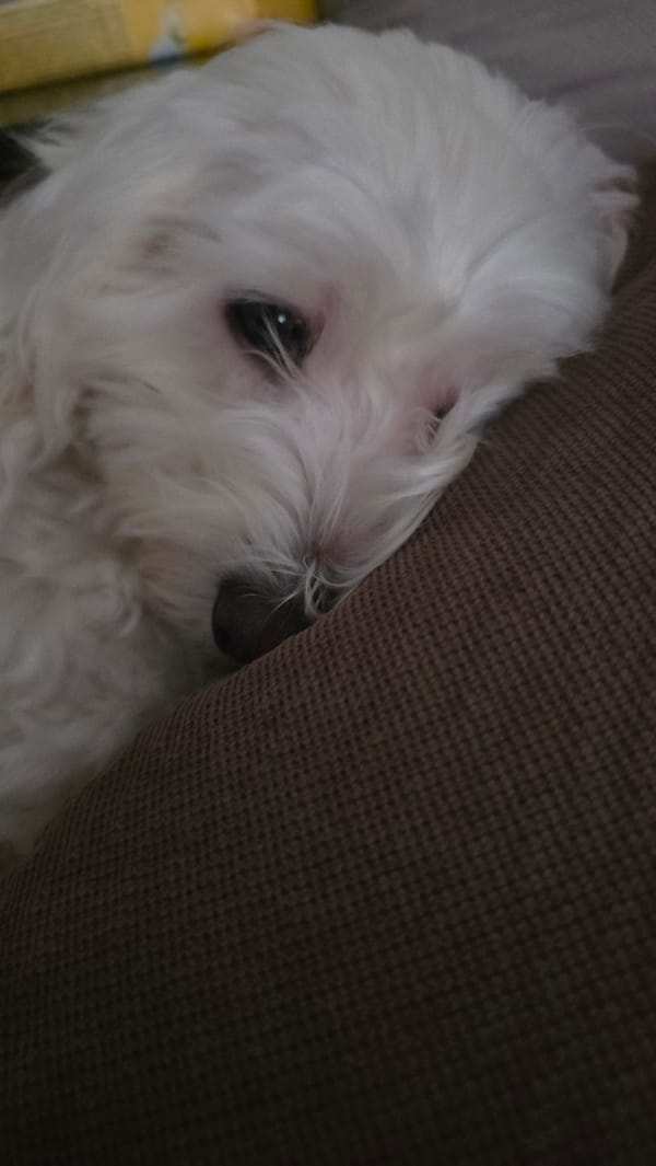 Quiet afternoon moments with white dog captured in Blagoevgrad