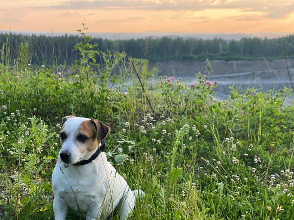 Sunset at a Yekaterinburg quarry, dog in the foreground