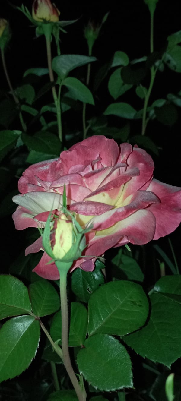 Evening rose garden in Radisne, Ukraine — close-up bloom series