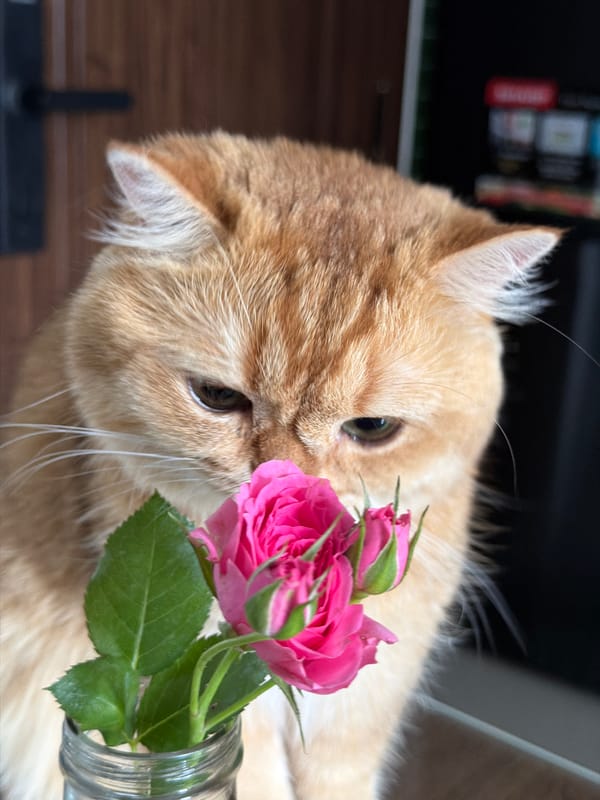 Cat and roses: quiet morning moments in Vietnam bedroom