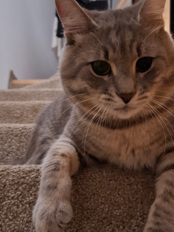 A tabby cat's evening at home in Zemun, Serbia