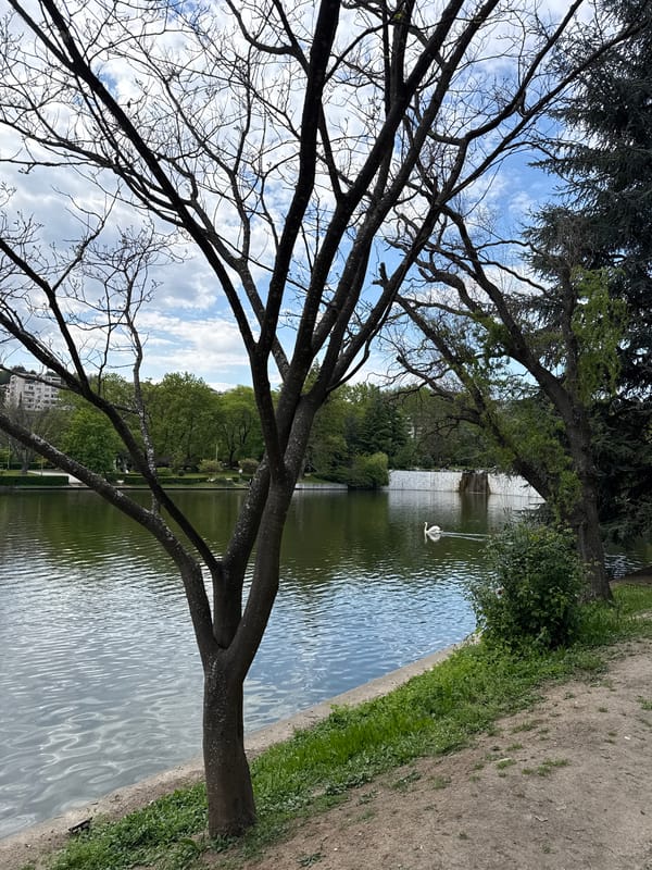 Spring foliage emerging in Sandanski park scene documented