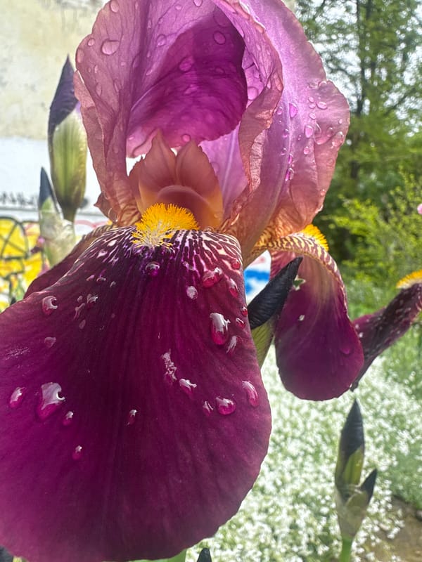 Morning garden flowers documented in bloom across Stavropol, Russia